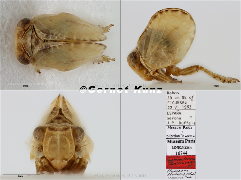 Type_Clybeccus_declivum_Dlabola_1986_small.jpg