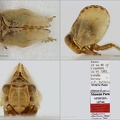 Type Clybeccus declivum Dlabola 1986 small