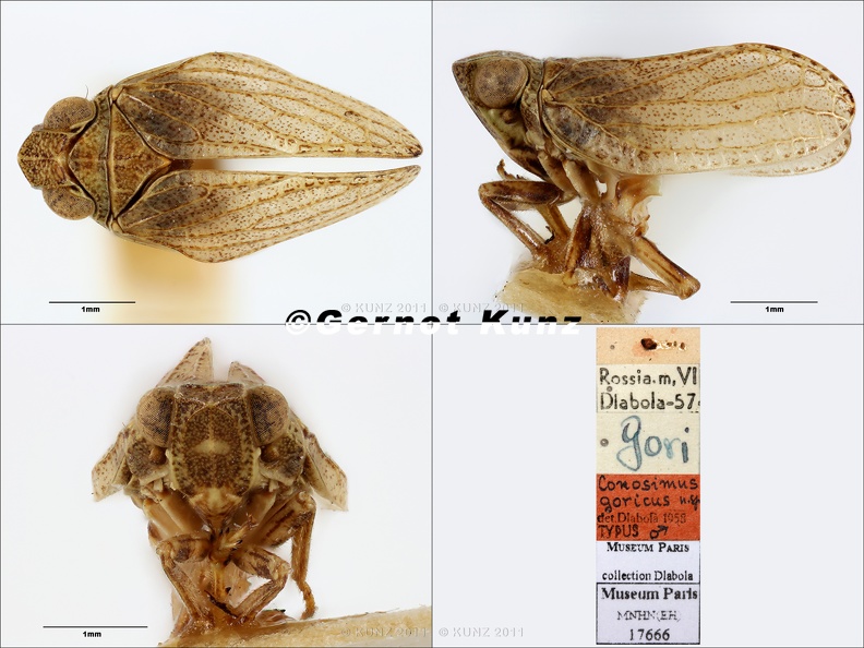 Type_Conosimus_goricus_Dlabola_1958_small.jpg