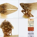 Type Conosimus goricus Dlabola 1958 small