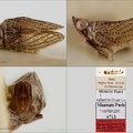 Type Conosimus malfanus Dlabola 1987 small