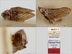 Type Conosimus malfanus Dlabola 1987 small