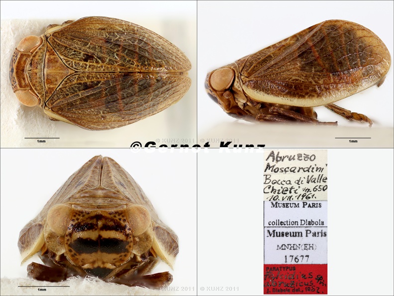 Type_Falcidius_abruzicus_Dlabola_1983_small.jpg