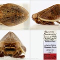 Type Falcidius abruzicus Dlabola 1983 small
