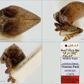 Type Falcidius anatolicus Dlabola 1979 male small