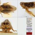 Type Falcidius duffelsicus Dlabola 1982 small