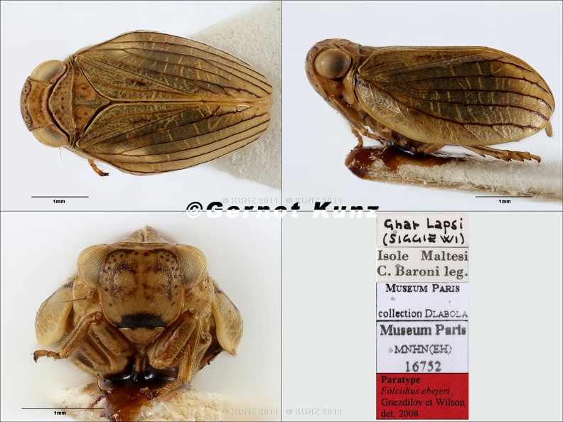 Type Falcidius ebejeri Gnezdilov  amp  Wilson 2008 small