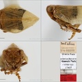 Type Falcidius scipionis Gnezdilov  amp  Wilson 2008 small