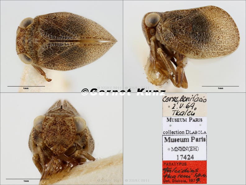 Type Falcidius tkalcui Dlabola 1980 small