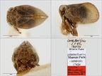 Type Falcidius tkalcui Dlabola 1980 small