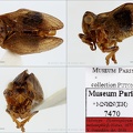 Type Hysteropterum  melanophleps Fieber 1877 small