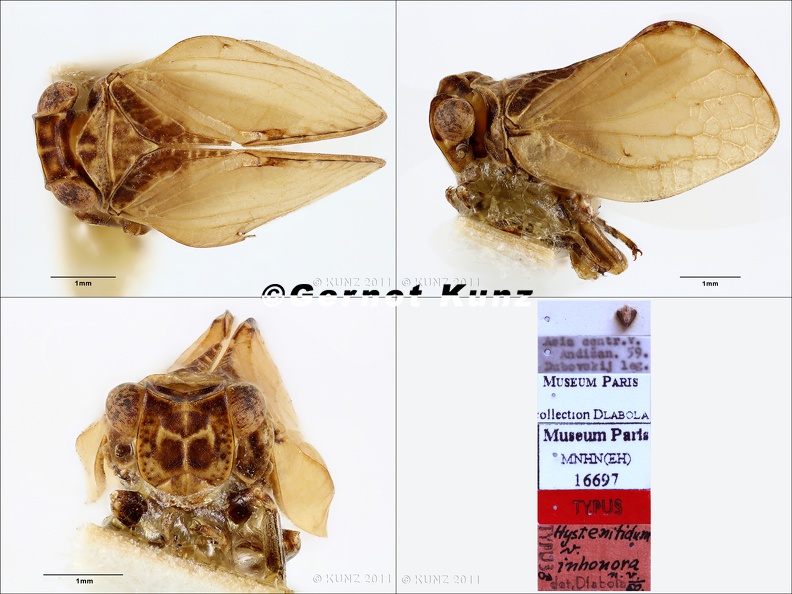 Type_Hysteropterum_enitidum_var_inhonora_Dlabola_1981_small.jpg