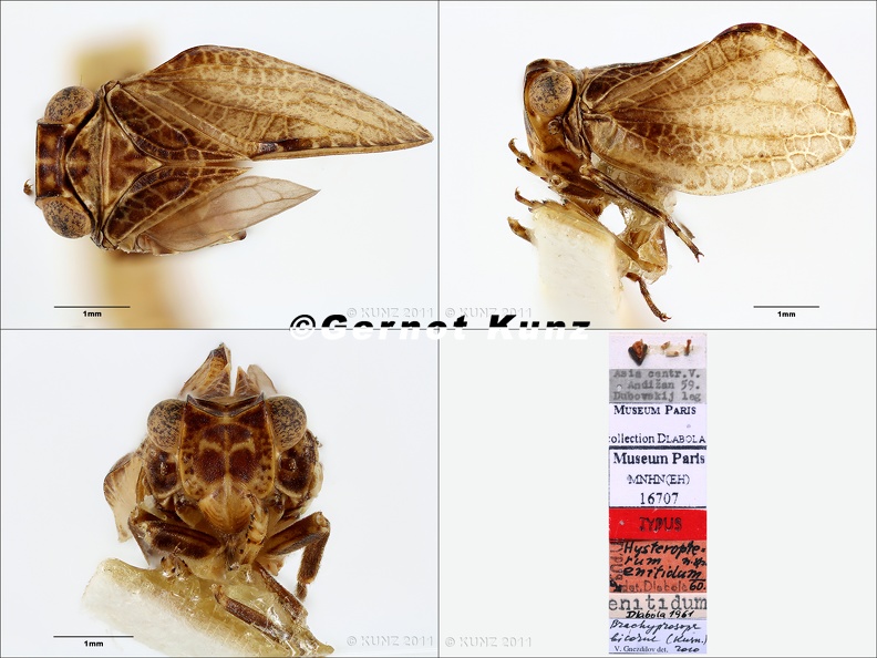 Type Hysteropterum entidium Dlabola 1961 male small