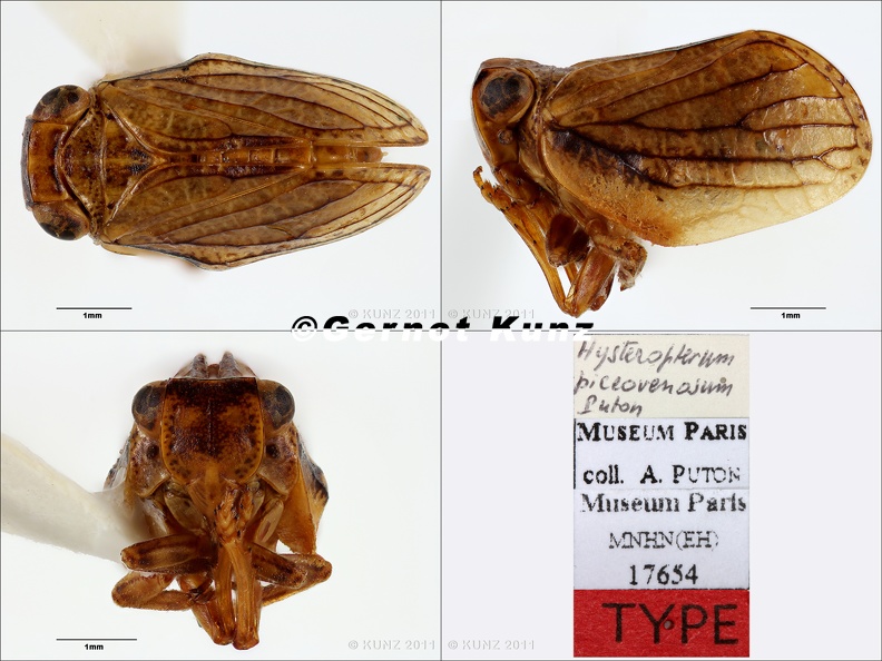 Type Hysteropterum piceovenosum Puton 1887 small
