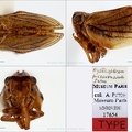 Type Hysteropterum piceovenosum Puton 1887 small