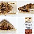 Type Issus muscaeformis pospisili Dlabola 1960 small