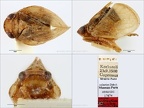 Type Latematium cingulatum Dlabola 1983 small