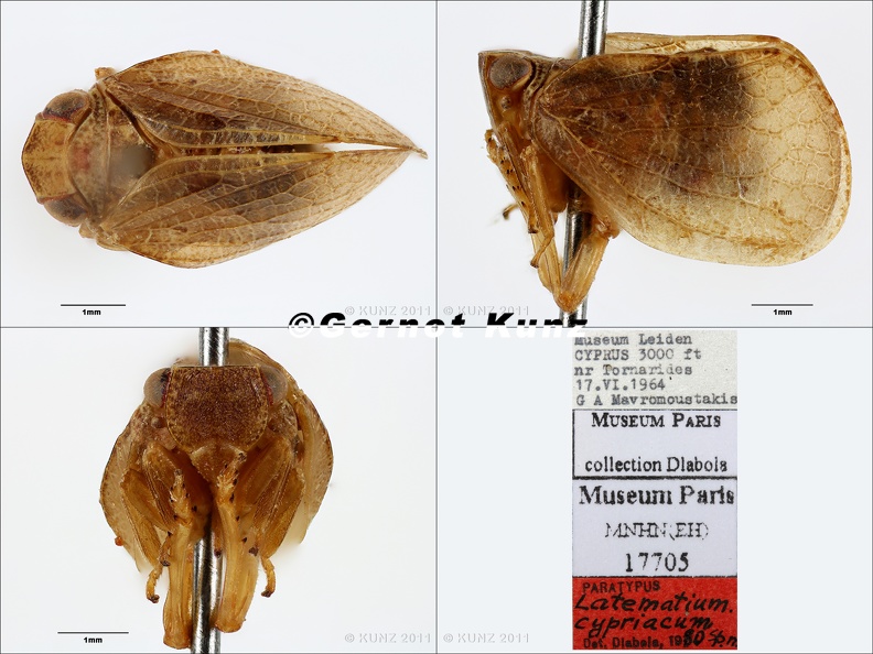 Type Latematium cypriacum  Dlabola 1982  small