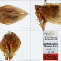 Type Latematium cypriacum  Dlabola 1982  small