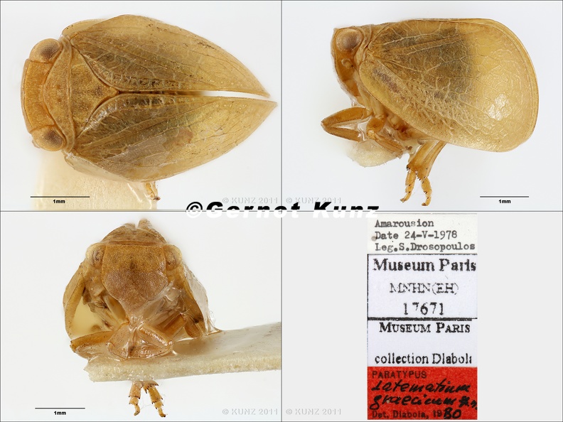 Type_Latematium_graecicum__Dlabola_1982__small.jpg