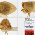 Type Latematium graecicum  Dlabola 1982  small
