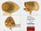 Type Latematium graecicum  Dlabola 1982  small