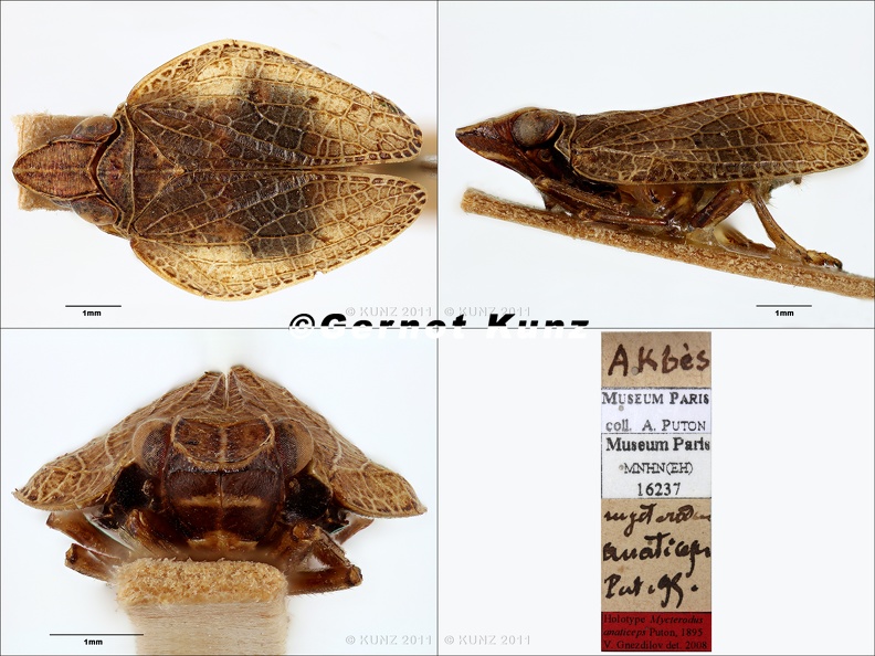 Type_Mycterodus_anaticeps_Puton_1895_verkl.jpg