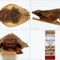 Type Mycterodus anaticeps Puton 1895 verkl