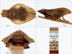 Type Mycterodus anaticeps Puton 1895 verkl
