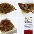 Type Mycterodus azerbeidzhanicus Dlabola 1982 small