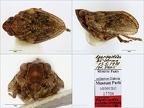 Type Mycterodus azerbeidzhanicus Dlabola 1982 small