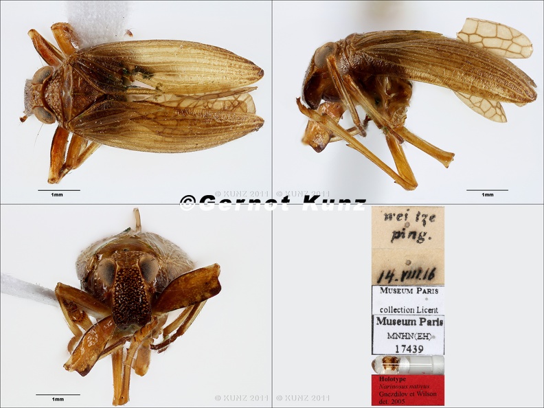 Type_Narinosus_nativus_Gnezdilov__amp__Wilson_2005_small.jpg