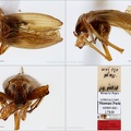 Type Narinosus nativus Gnezdilov  amp  Wilson 2005 small