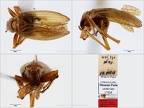 Type Narinosus nativus Gnezdilov  amp  Wilson 2005 small