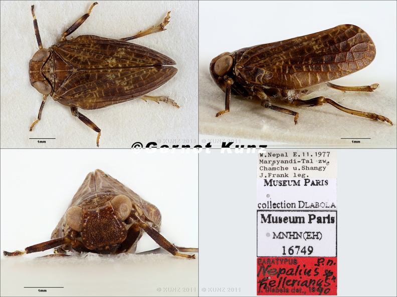 Type_Nepalius_helleriana_Dlabola_1997_small.jpg