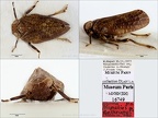 Type Nepalius helleriana Dlabola 1997 small