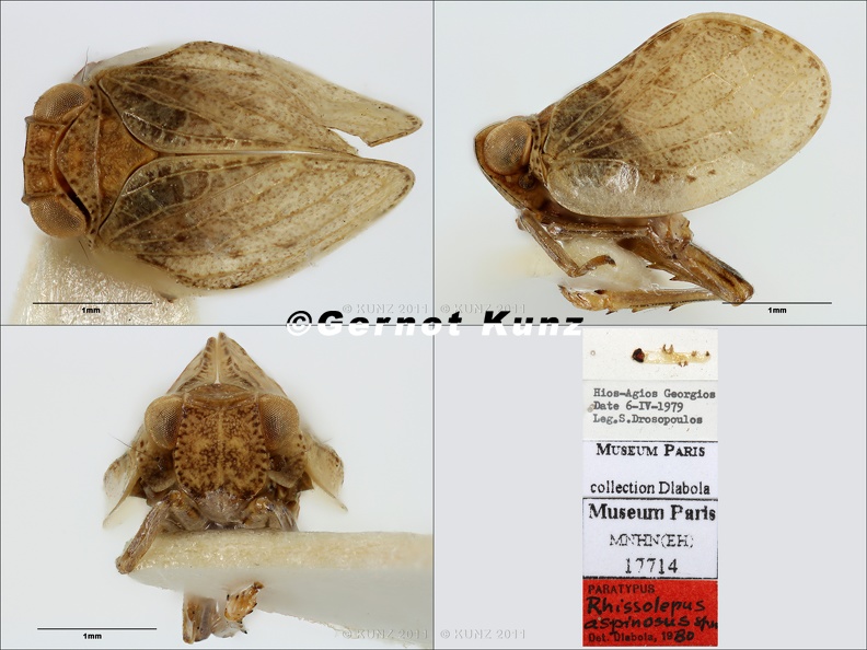 Type_Rhissolepus_aspinosus_Dlabola_1982_small.jpg