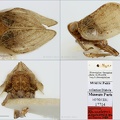 Type Rhissolepus aspinosus Dlabola 1982 small
