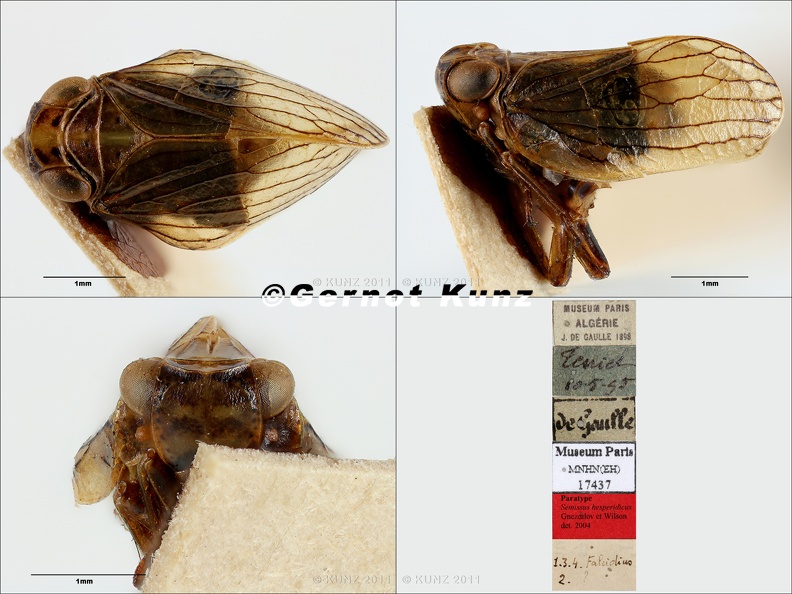 Type_Semissus_hesperidicus_Gnezdilov_2006_small.jpg