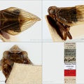 Type Semissus hesperidicus Gnezdilov 2006 small