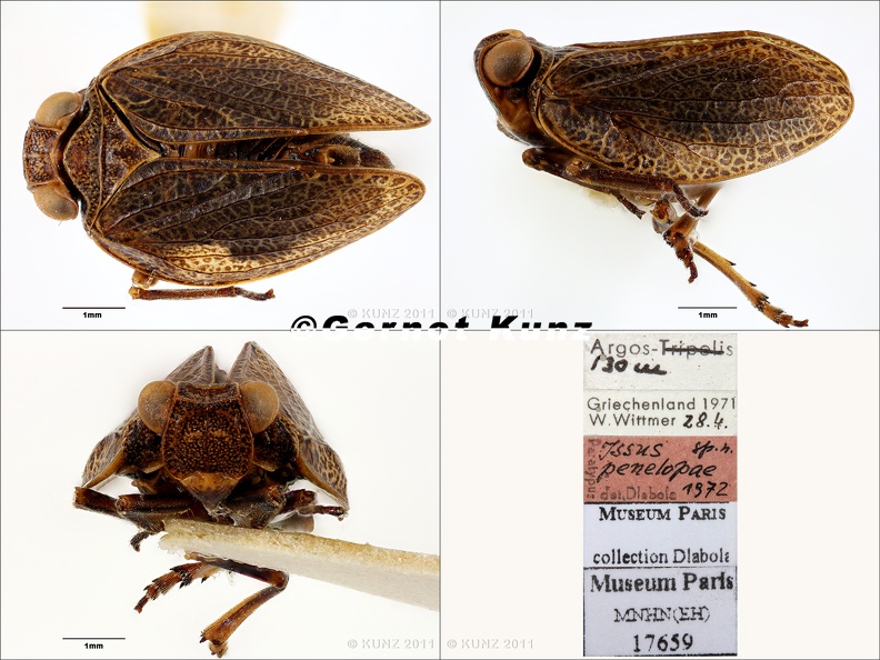 Type_Zopherisca_penelope__Dlabola_1974__small.jpg