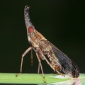 Callodictya krueperi 1 2