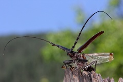 Cerambyx cerdo  Gro  er Eichenbock 1 3