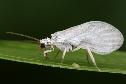 Coniopterygidae  Staubhafte mit Ei9 2