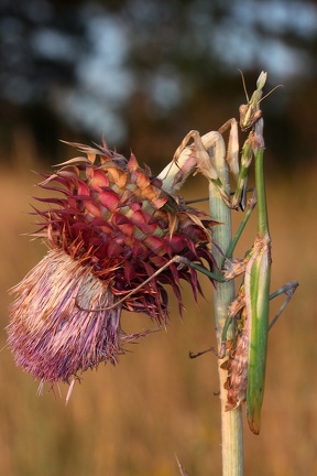 Empusa fasciata W2 2