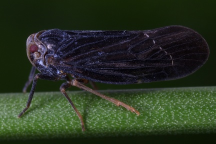 Malenia bosnica  Bosnische Mottenzikade  1 2