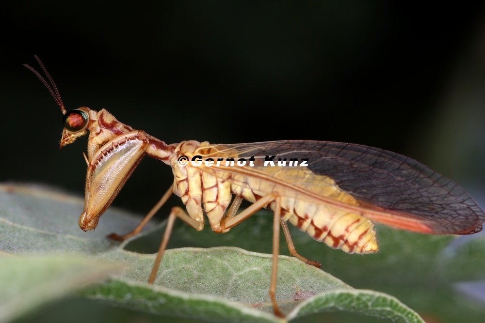 Mantispa aphavexelte  1 2