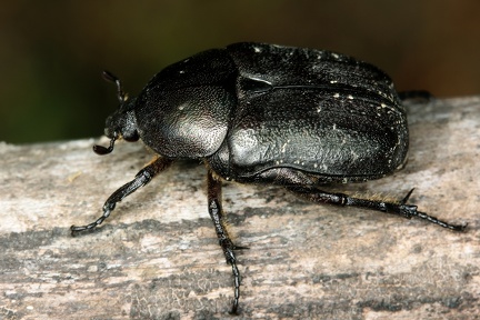 Protaetia vidua 7 2