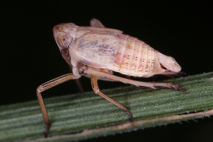 Ranissus egerneus 4 2