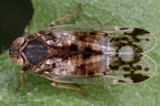 Reptalus melanochaetus W6 2